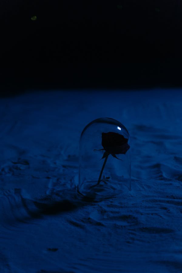 La belle et la bête rose : l'histoire de l'amour éternel